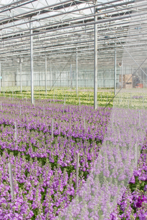 Syngenta UK header Syngenta UK header