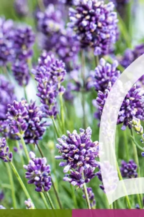 Purple flowering plants in a garden bed, with “Zierpflanzen” text and a white circle graphic