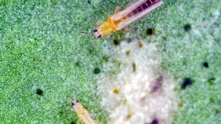 Thrips