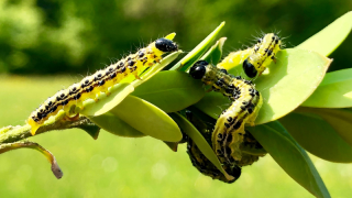 Sempliance puts Box Tree Moth on the back foot