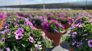 The caterpillar challenge facing UK horticulture 