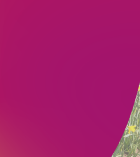 Rows of yellow flowers in a field with a magenta banner and white logo on the left