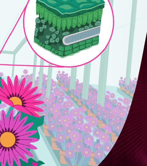 Pink daisies with health and plant system text on a purple background