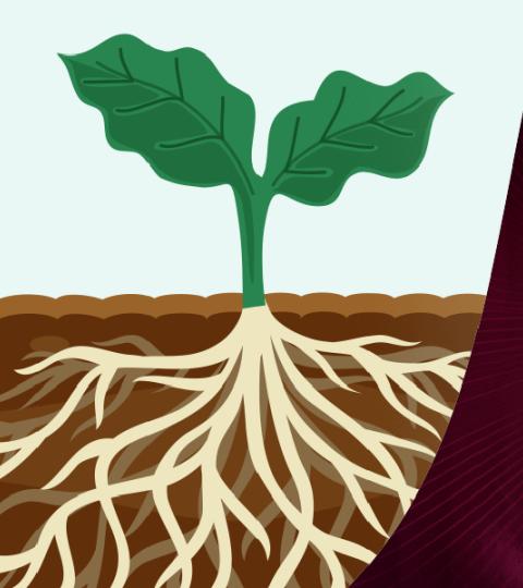 Graphic of two plants showing shallow vs deep roots with text about “Radundhed”