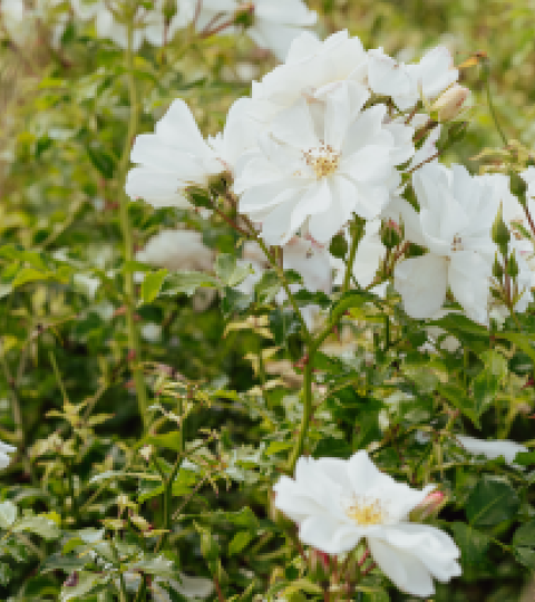 White azalea flowers blooming on a green shrub in sunlight