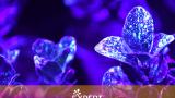Art of ApplicationLa technique de pulvérisation dans l'horticulture ornementale, dans les bulbes à fleurs et la pépinière est une compétence et un savoir à part entière. Grâce à une série de vidéos et de blogs, nous partagerons notre savoir-faire avec vous. En savoir plus