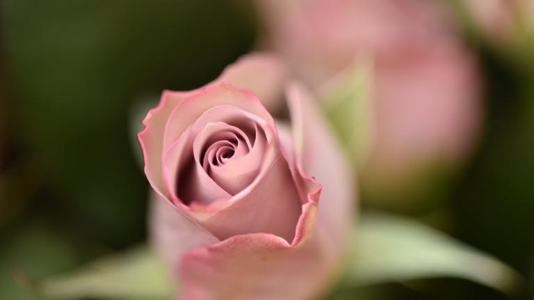 Pink rose