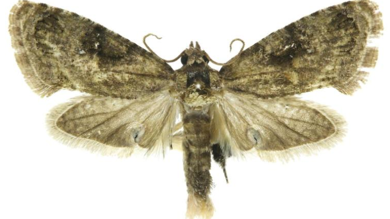 false codling moth