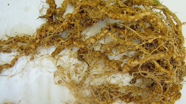 root_knot_nematode