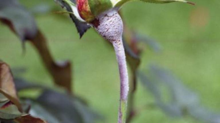 Downy mildew rose