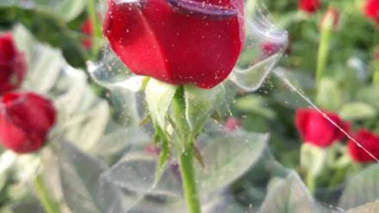 spider mites