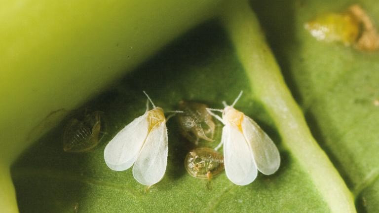 whitefly squ4