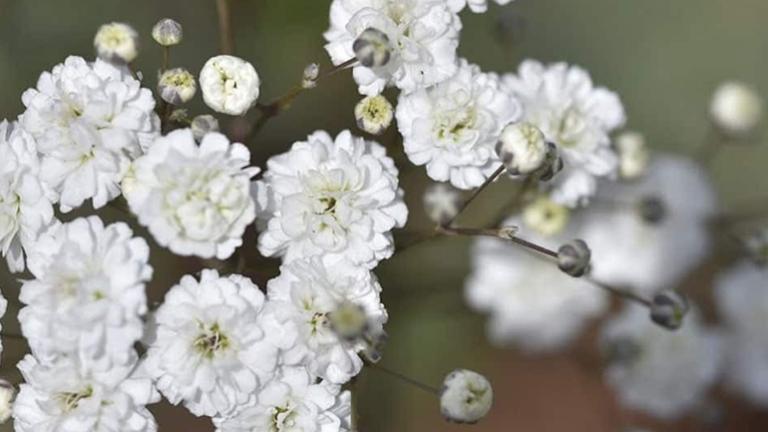 Gypsophilla