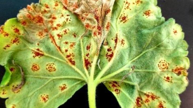 Geranium Rust