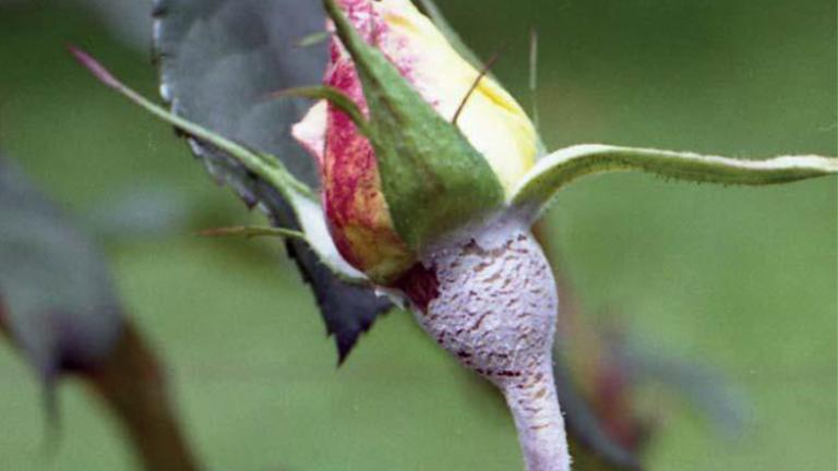 Powdery Mildew Solutions Guide