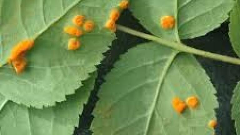 Rose Rust