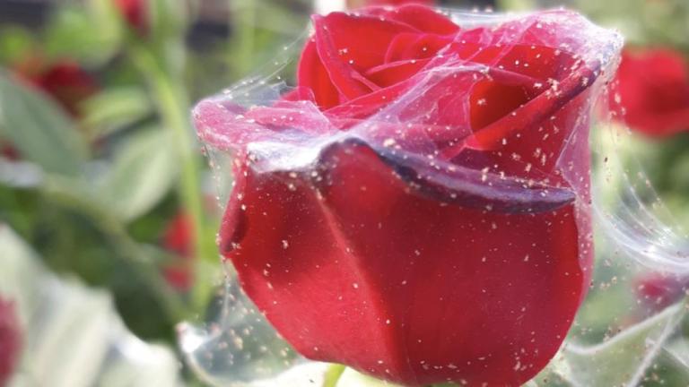 Take control of red spider mites - Floriculture Kenya