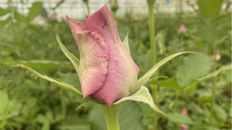 Botrytis Management Strategies: Preparing for El Nino and Ensuring Quality Crop Protection.