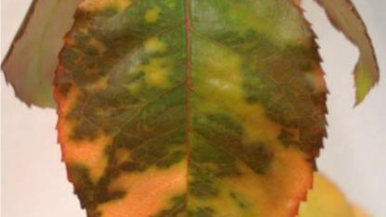 downy mildew rose