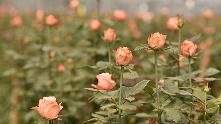 Spotlight on Biostimulant