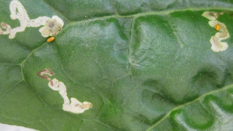 Leaf Miner Damage