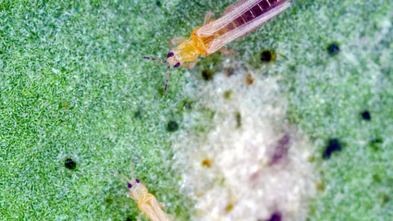 Thrips