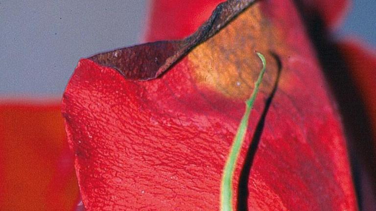 botrytis