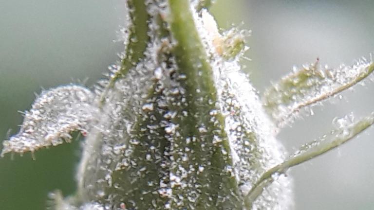 powdery mildew