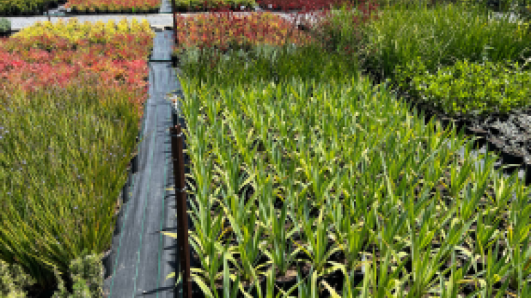 Production Nursery