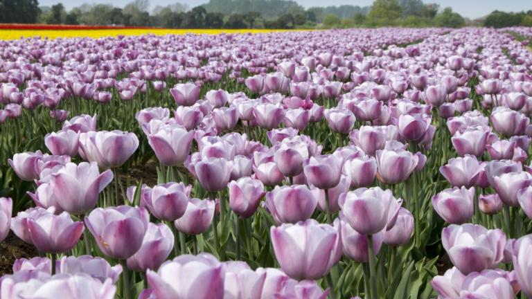 Purple tulips