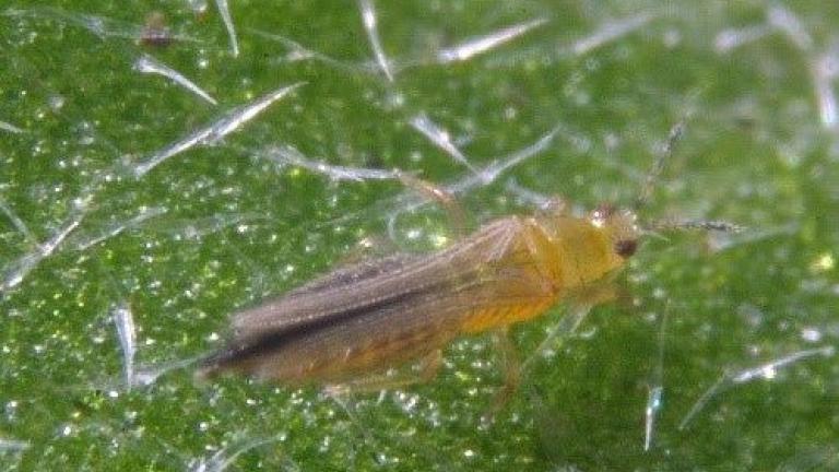 thrips