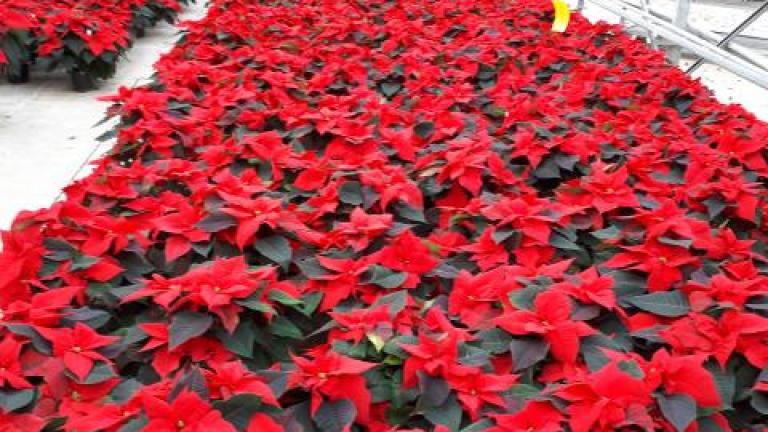 Red flowers