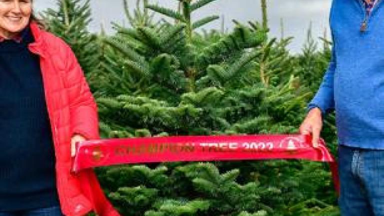 xmas tree