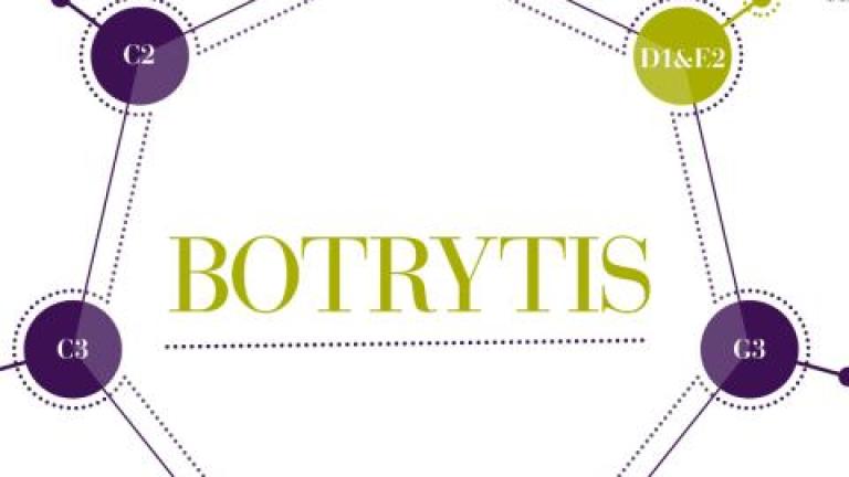 botrytis