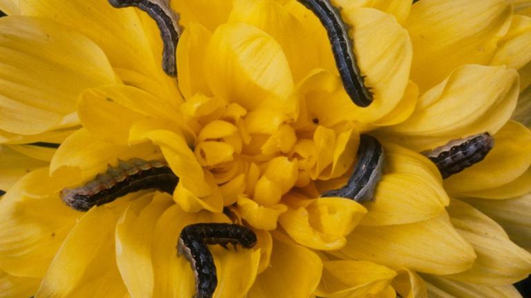 caterpillar