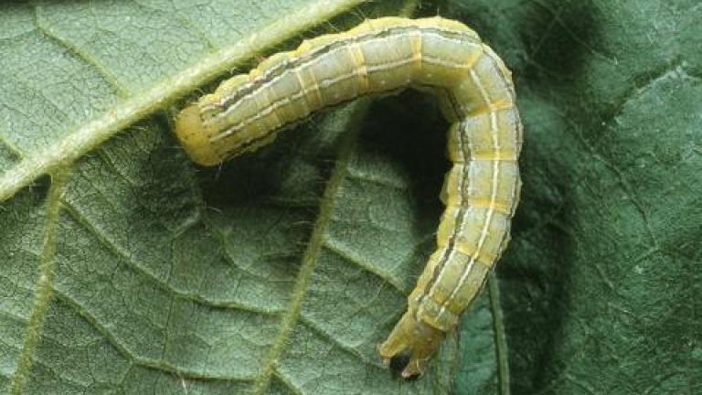 caterpillar
