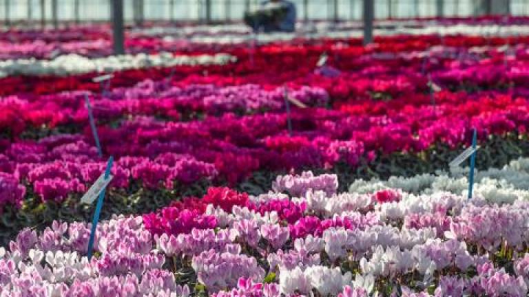 horticulture