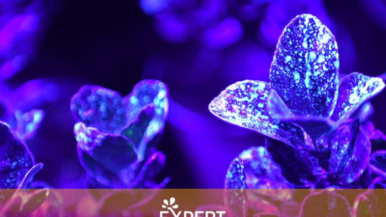 Art of ApplicationLa technique de pulvérisation dans l'horticulture ornementale, dans les bulbes à fleurs et la pépinière est une compétence et un savoir à part entière. Grâce à une série de vidéos et de blogs, nous partagerons notre savoir-faire avec vous. En savoir plus