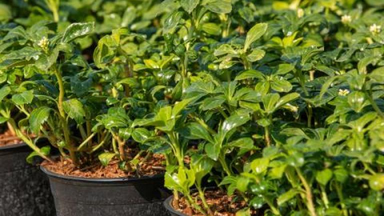 Potted plants