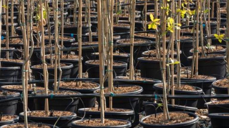 Potted plants