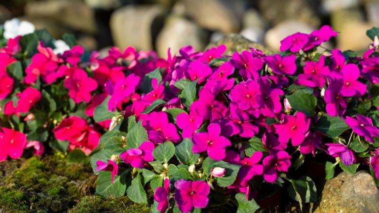 purple flowers
