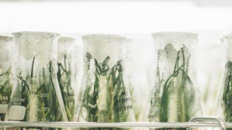 Growing plants