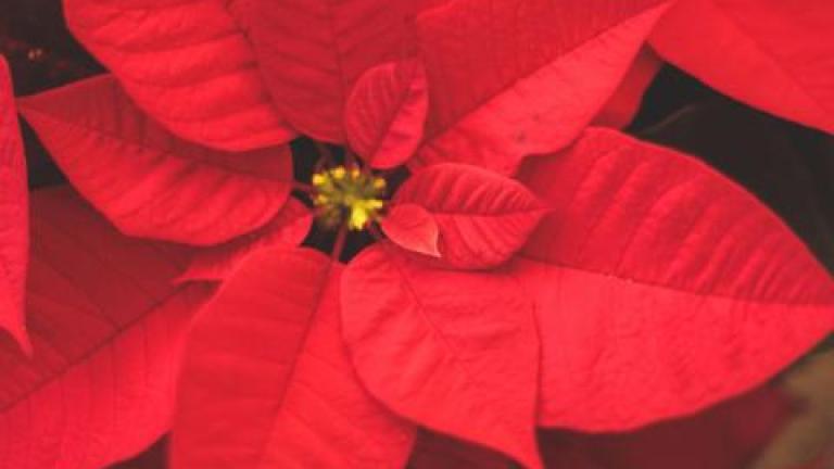 red flower