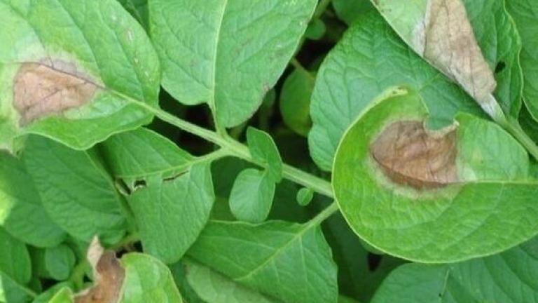phytophthora