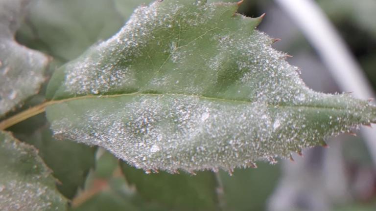 Powdery mildew