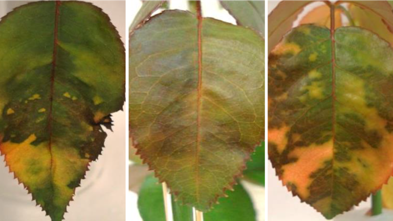 rose downy mildew
