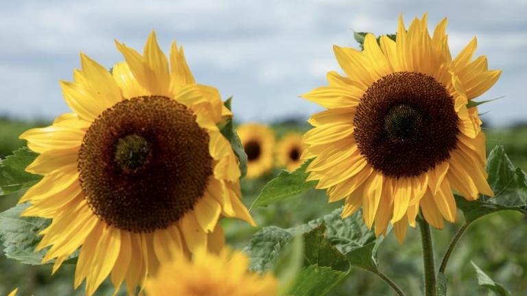 Sunflowers