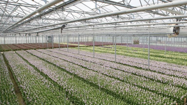 Biopesticides