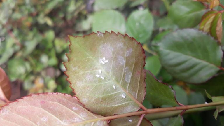 Whitefly