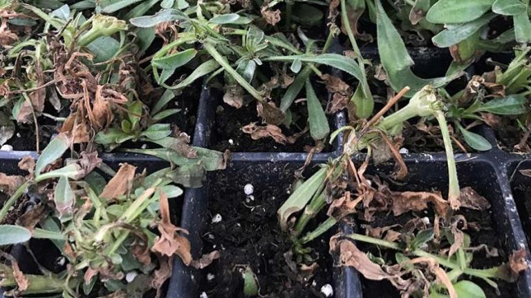 Black Root Rot